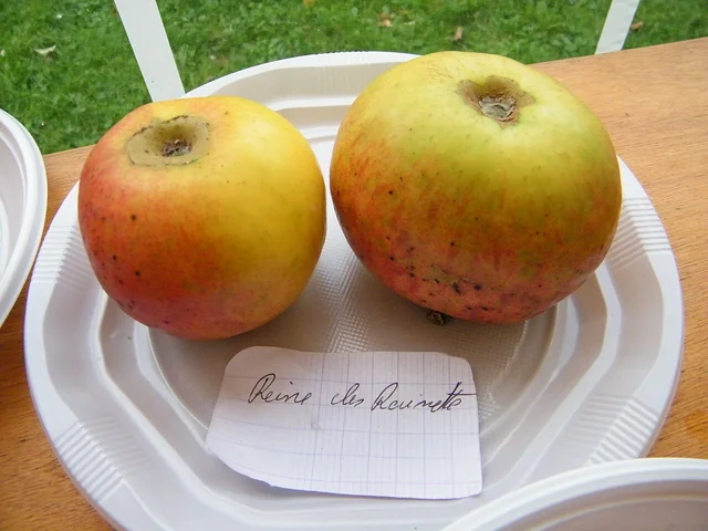 Deux pommes Reine des reinettes présentées sur une assiette avec leur étiquette.