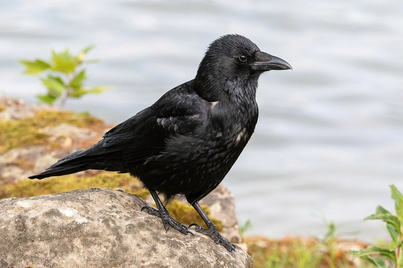 Corneille noire au plumage entièrement sombre.