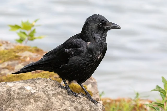 Corneille noire au plumage entièrement sombre.