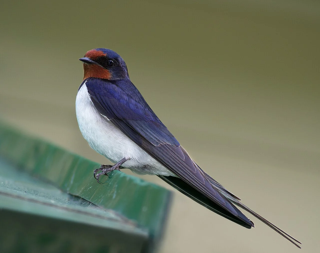 Hirondelle rustique posée, avec gorge rousse et dos bleu sombre.